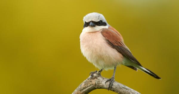Сред най уязвимите видове птици в страната са насекомоядните които намаляват