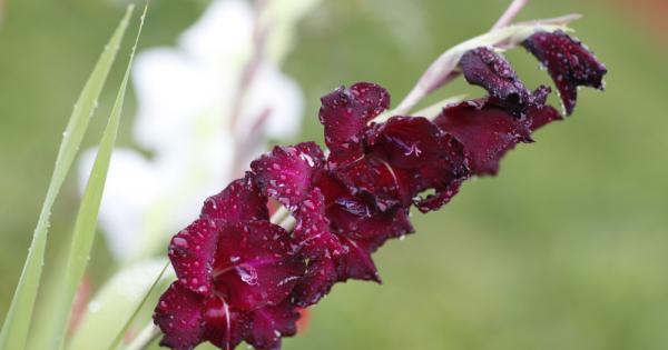 Рожденото цвете е това което се свързва с месеца на