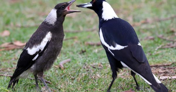 Пойните врани известни още като австралийски свраки решиха да осуетят