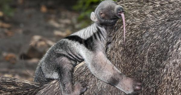 Големият мравояд Myrmecophaga tridactyla обитава Южна Америка и води скитнически