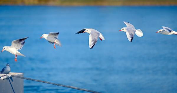 – На един кей са кацнали пет чайки Едната от