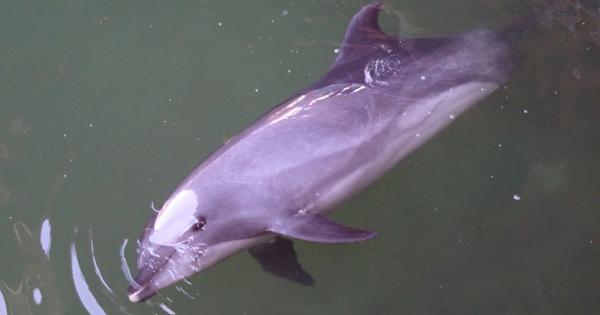 Знаете ли че делфините спят само с половината от мозъка
