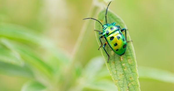 Малко блясък помага на някои искрящи насекоми да заслепяват застрашаващите