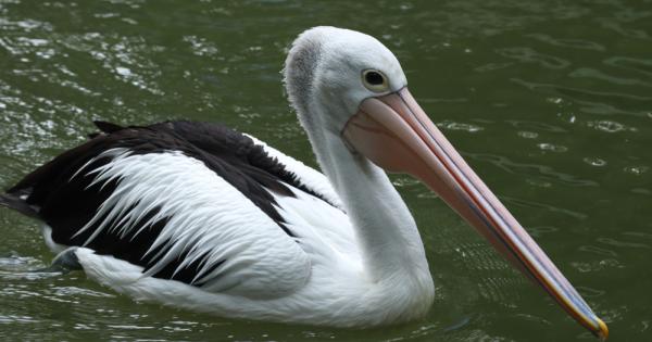 Разбира се че най дългата човка принадлежи на пеликана И още по точно