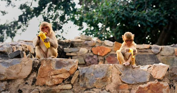 Индийските власти съобщиха за един меко казано странен инцидент Банда