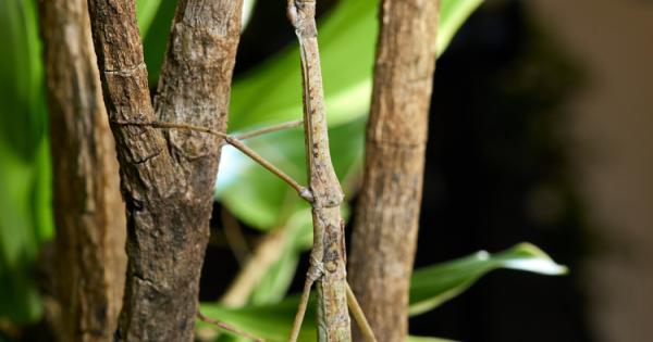 Кое е най дългото насекомо в света Кое е най скучното насекомо