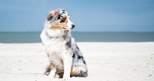 Кучетата познават собствениците си дори по фотографиите им смятат учени