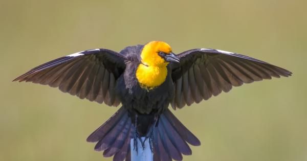 Един мъж успял да улови с голи ръце птица и поискал да
