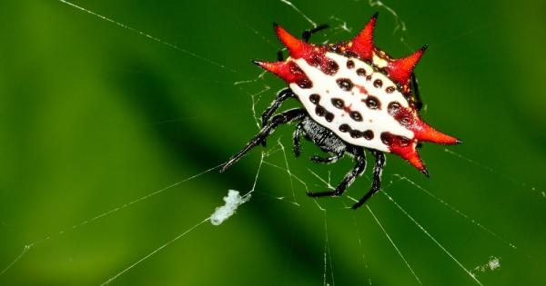 Паяжината е едно от най големите архитектурни постижения на природата и