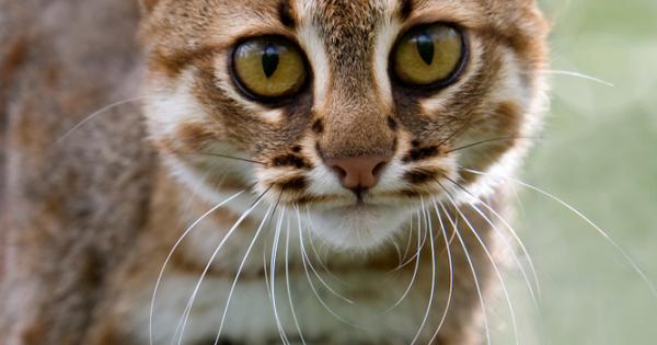 Ръждивопетнистата котка е дребен хищник от семейство Коткови И като