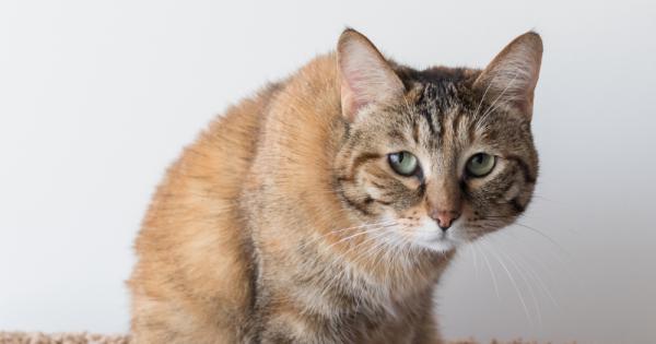 Според създателите на японско приложение което разпознава болката при котките