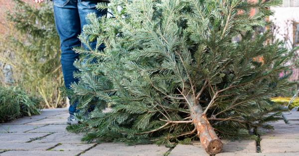 Десетки коледни дръвчета се изхвърлят в ледените води на Стокхолм
