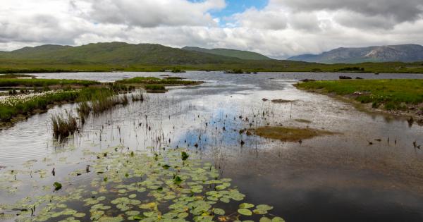 Торфищата се явяват последната фаза от деградацията на блатата през