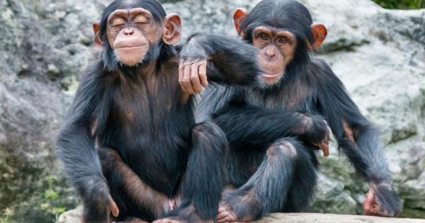 Британски учени от Оксфорд са идентифицирали 13 растения които имат