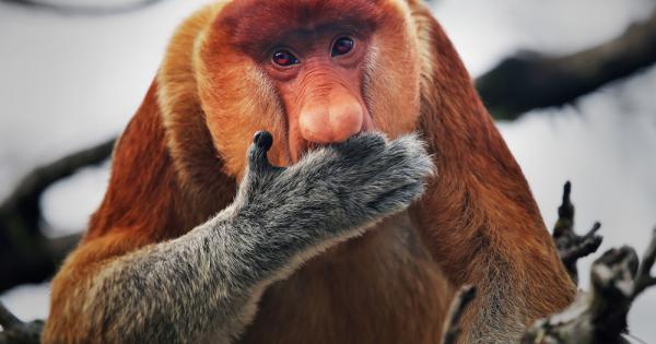 Дългоносата маймуна Nasalis larvatus е вид бозайник от семейство Коткоподобни