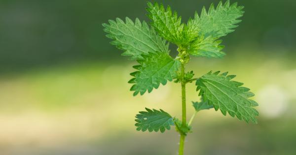 Екстракт от листата на обикновената коприва Urtica dioica който блокира