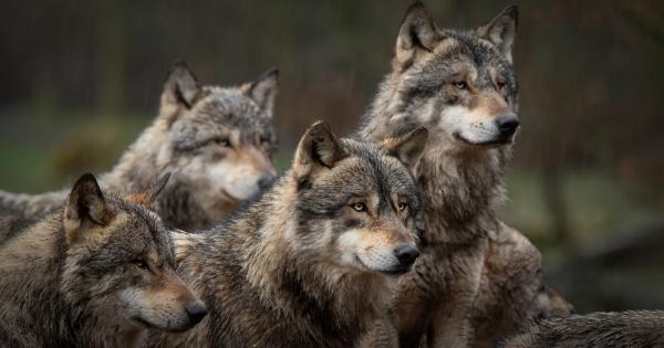 Вълци, заразени с паразит, са много по-склонни да се утвърждават