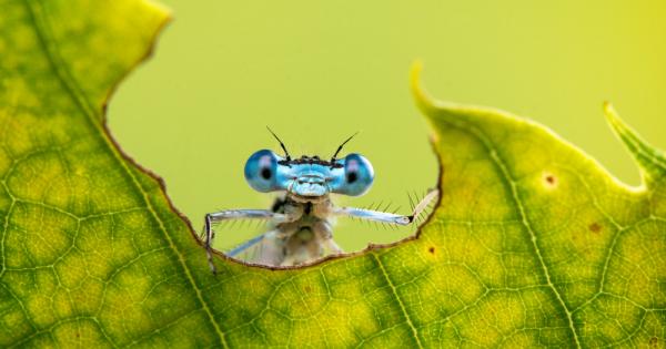 Насекомите са изумителни Класическият им жизнен цикъл за който всички