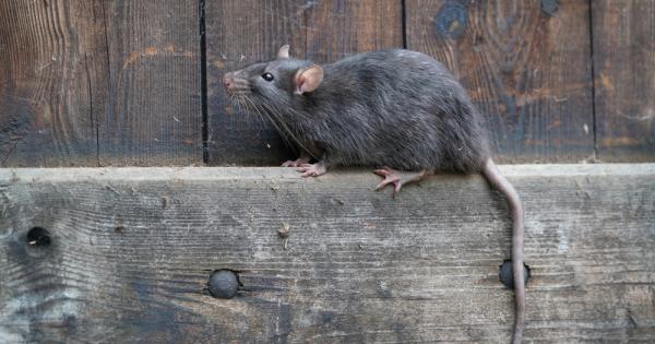 Плъховете имат епизодични спомени като този който френският писател Марсел