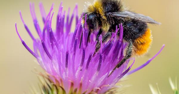 Някои видове пчели като мъхестите от вида Bombus са толкова интелигентни