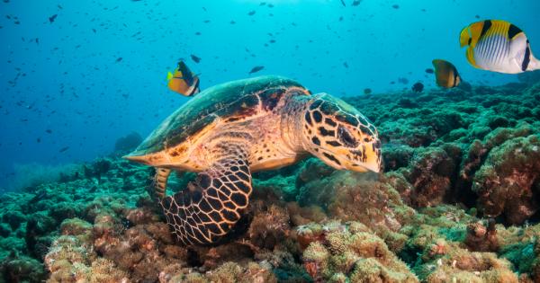 Становището на науката Окисляването на океана става все по бързо и по бързо