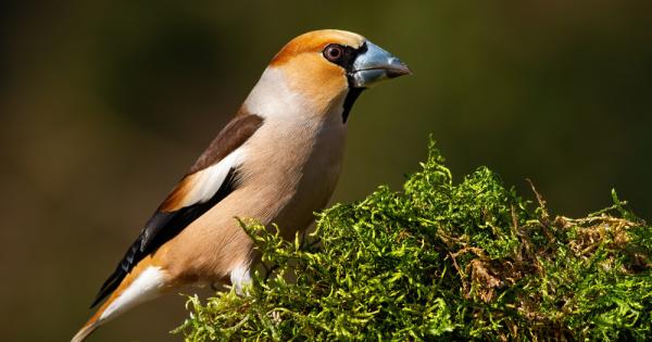 Черешарката е красива птица от семейство Чинкови Fringillidae Тя е