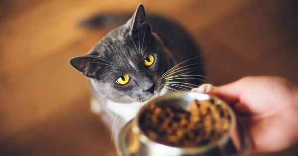 Котката има необикновена способност да надушва лакомства Сега учените са