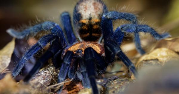 Паякът птицеяд е вид тарантула която обитава тропическите гори на