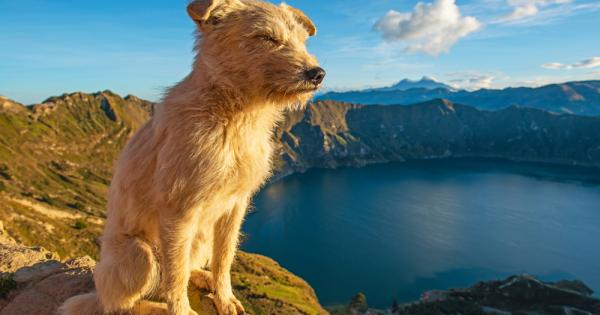 Ако сте попадали на видео клипове в YouTube в които