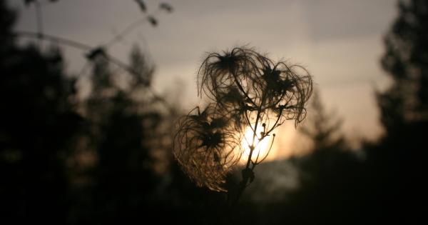 Носталгия произлиза от съчетанието на гръцките съществителни nostos – завръщане