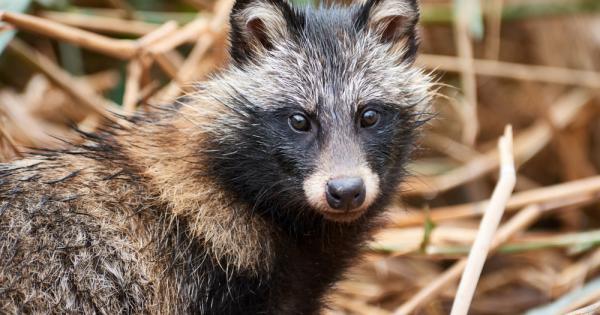 Чували ли сте или виждали ли сте куче което да