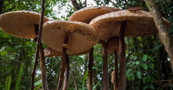 Преди 400 млн години земният пейзаж е бил толкова различен