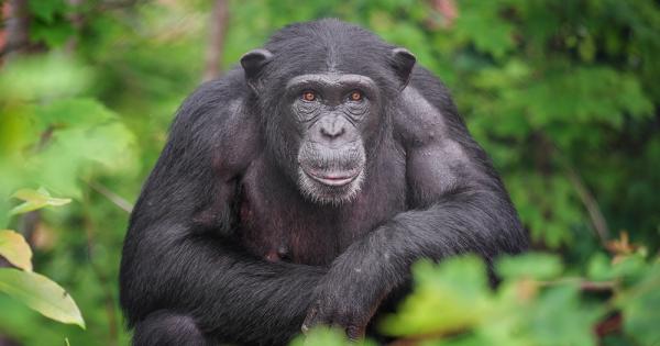Тийнейджърите и подрастващите шимпанзета имат сходно рисково поведение но приматите