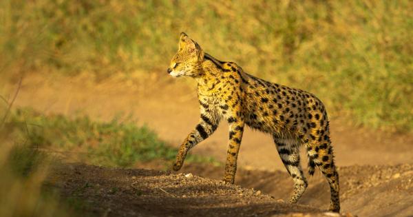 Любителите на котки нямат нищо против да се събудят и