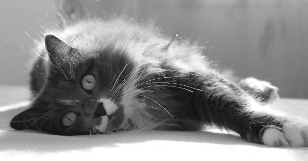 Котките са удивителни същества и в това няма защо да