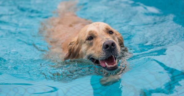 Най доброто което можете да правите заедно с вашето куче за