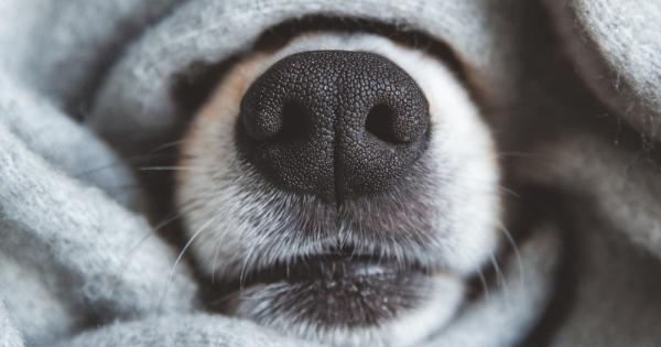 Хората имат способността да надушват някои миризми по-добре от кучетата