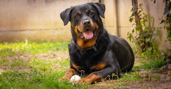 Зодиите влияят не само на хората но и на животните