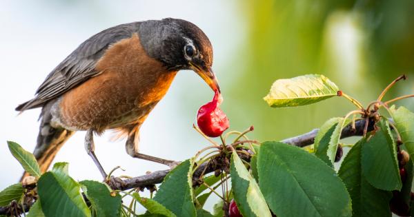Проучване разкри, че птиците възприемат по-ограничено цветово разнообразие при червените