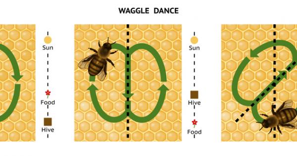 Ако може да се каже че съществува насекомо което наистина