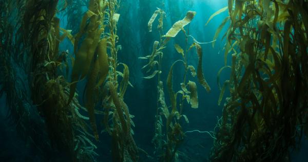 Държавите членуващи в ООН приеха първия международен договор за защита