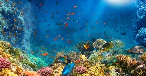 Учени картографираха най големия дълбоководен коралов риф простиращ се на стотици