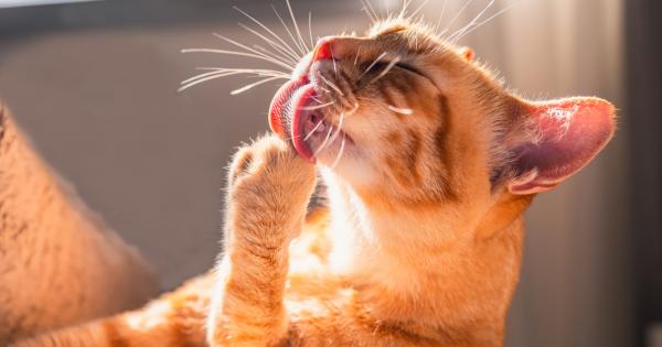 Бактериите пренасяни от здравите котки могат да произведат антитела които