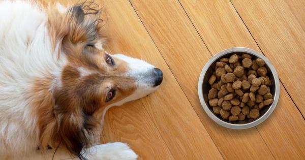 Кучешката храна през зимата трябва да е нагодена към потребностите