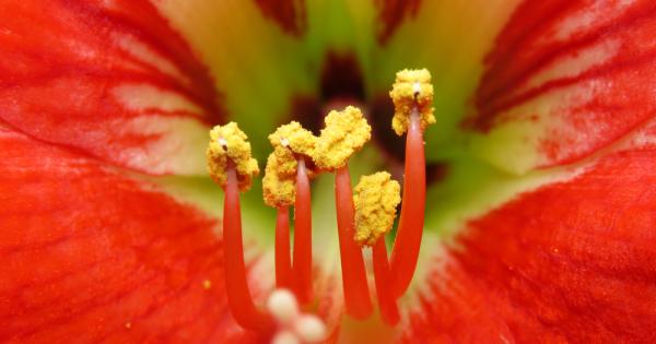 Цветният прашец остава незабелязан за повечето от нас освен когато