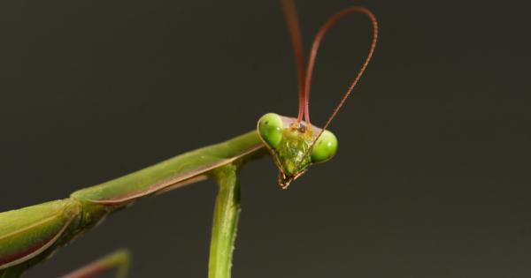 Богомолките са разред насекоми и се причисляват към групата на