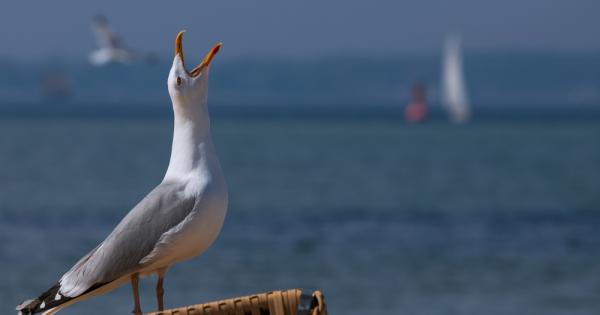 Фталатите – създадени от хора химикали които се използват за