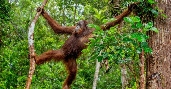 Орангутаните са род човекоподобни маймуни едни от близките родственици на