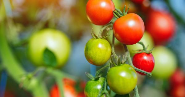 Учени използваха технологията CRISPR т нар генетична ножица за да извършат