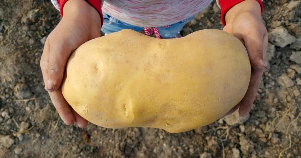 Изследователи ще извършат ДНК тест на може би най-големия картоф